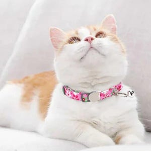 A cat with white and orange fur wears a pink floral collar featuring a silver bell.