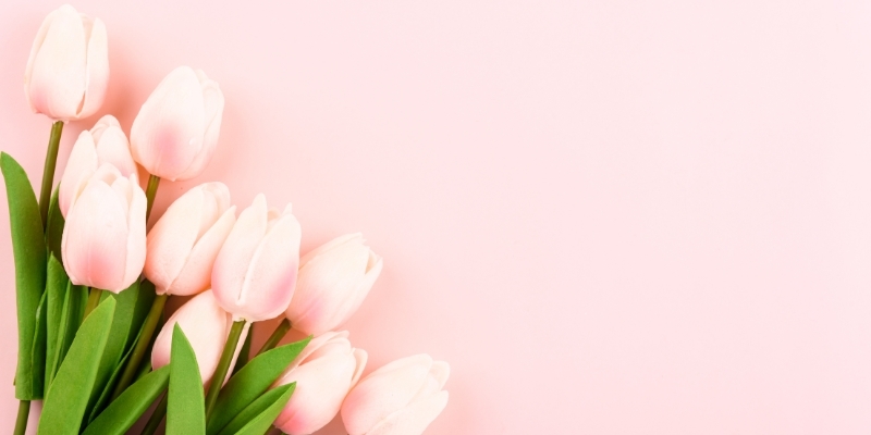 Flowers on pink background