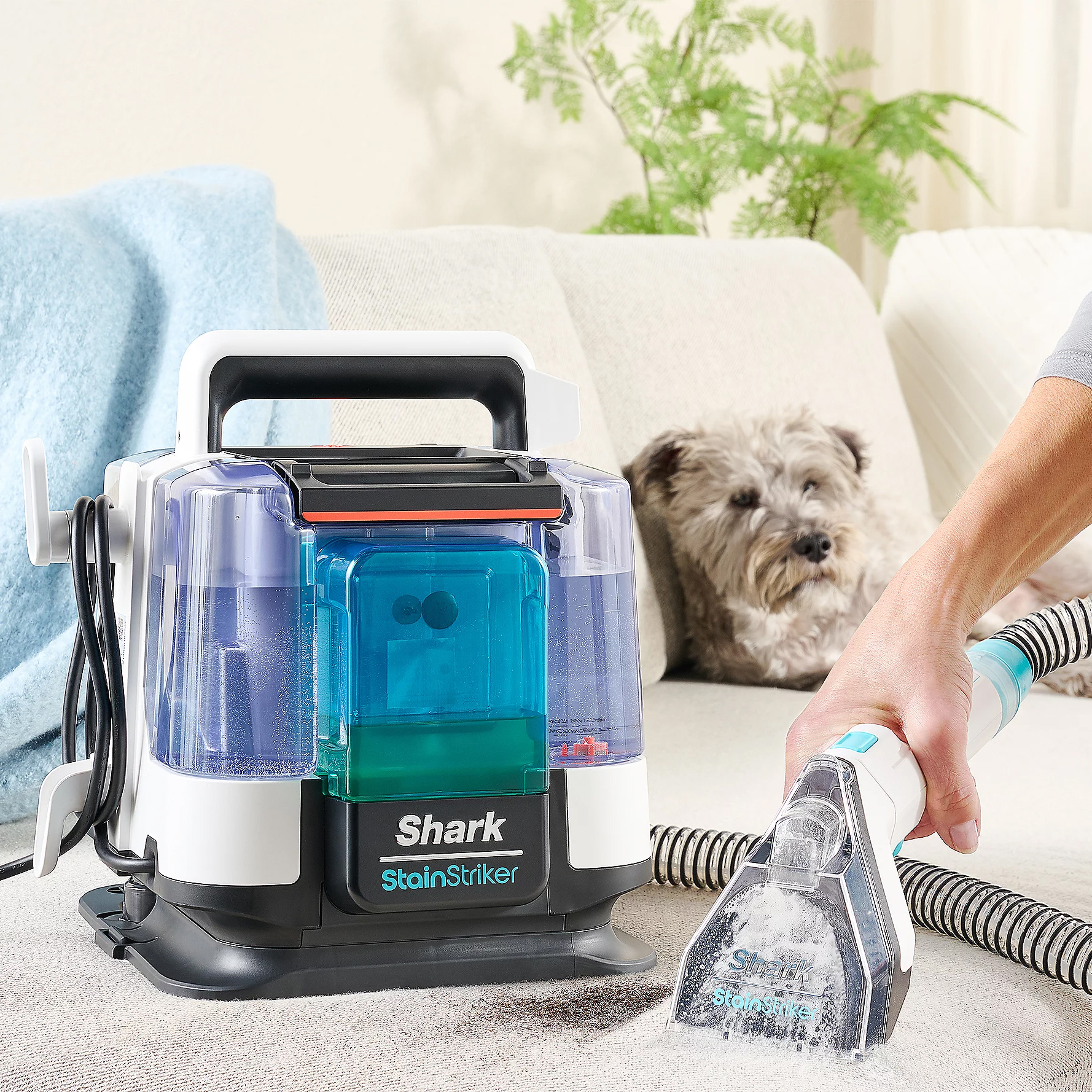 A portable carpet cleaner with a clear water tank and a handheld scrubbing tool, next to a dog on a couch.