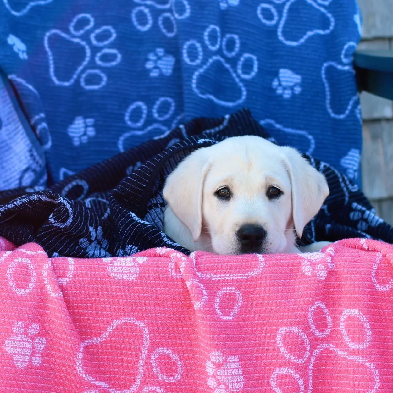 A puppy is wrapped in a black and pink blanket with paw print designs, resting on a colorful paw-patterned chair.