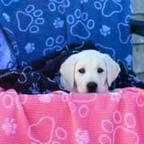 A puppy is wrapped in a black and pink blanket with paw print designs, resting on a colorful paw-patterned chair.