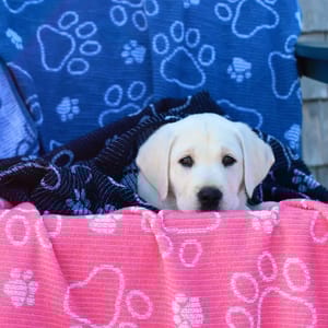 A puppy is wrapped in a black and pink blanket with paw print designs, resting on a colorful paw-patterned chair.