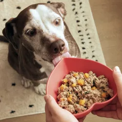 A dog eagerly licks a heart-shaped bowl filled with a mix of dog food including chunks of meat and vegetables.
