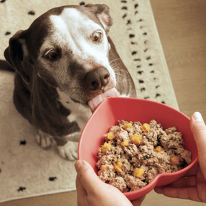 A dog eagerly licks a heart-shaped bowl filled with a mix of dog food including chunks of meat and vegetables.