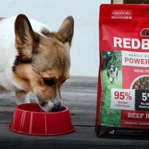 A dog eats from a red bowl next to a bag of Redbarn Powerfood, a high protein, air-dried dog food made with 95% real beef and beef organs, and 5% flax, salmon oil, vitamins, and minerals.