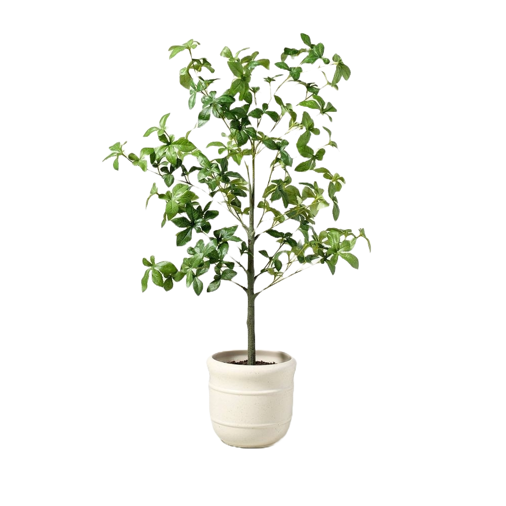 Potted plant with lush green leaves in a white pot.