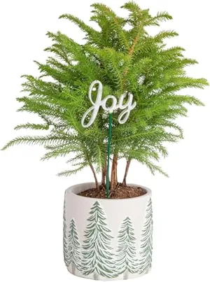 A small potted Norfolk Island Pine with a decorative \“Joy\“ sign, housed in a white pot featuring green tree patterns.