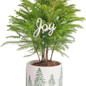 A small potted Norfolk Island Pine with a decorative \“Joy\“ sign, housed in a white pot featuring green tree patterns.