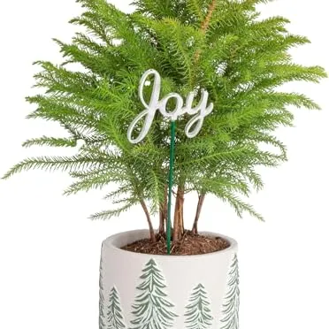 A small potted Norfolk Island Pine with a decorative \“Joy\“ sign, housed in a white pot featuring green tree patterns.