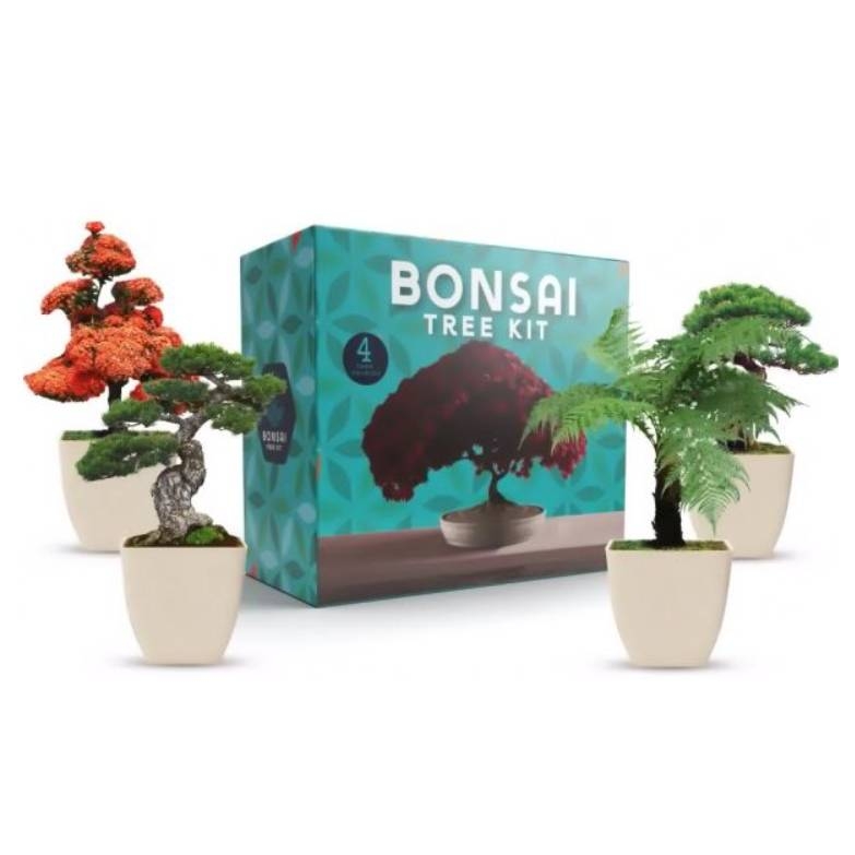A Bonsai Tree Kit box is displayed with four miniature bonsai trees in pots of varied shapes and foliage beside it.