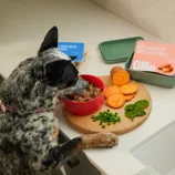 A dog is eating from a red bowl filled with beef and vegetables on a kitchen counter. Nearby are packages labeled \“Beef Dish with Sweet Potatoes\“ and \“Turkey Dish with Blueberries,\“ along with raw sweet potatoes, peas, and spinach.