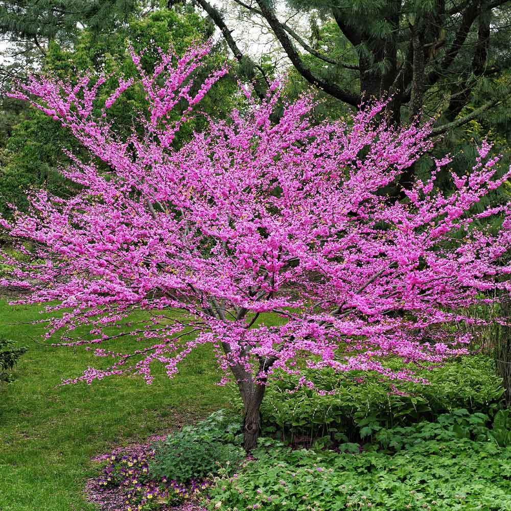 An Eastern Redbud Tree with vibrant pink blossoms, featuring a rounded shape and multiple branches, set in a lush green garden.