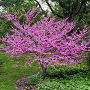 An Eastern Redbud Tree with vibrant pink blossoms, featuring a rounded shape and multiple branches, set in a lush green garden.