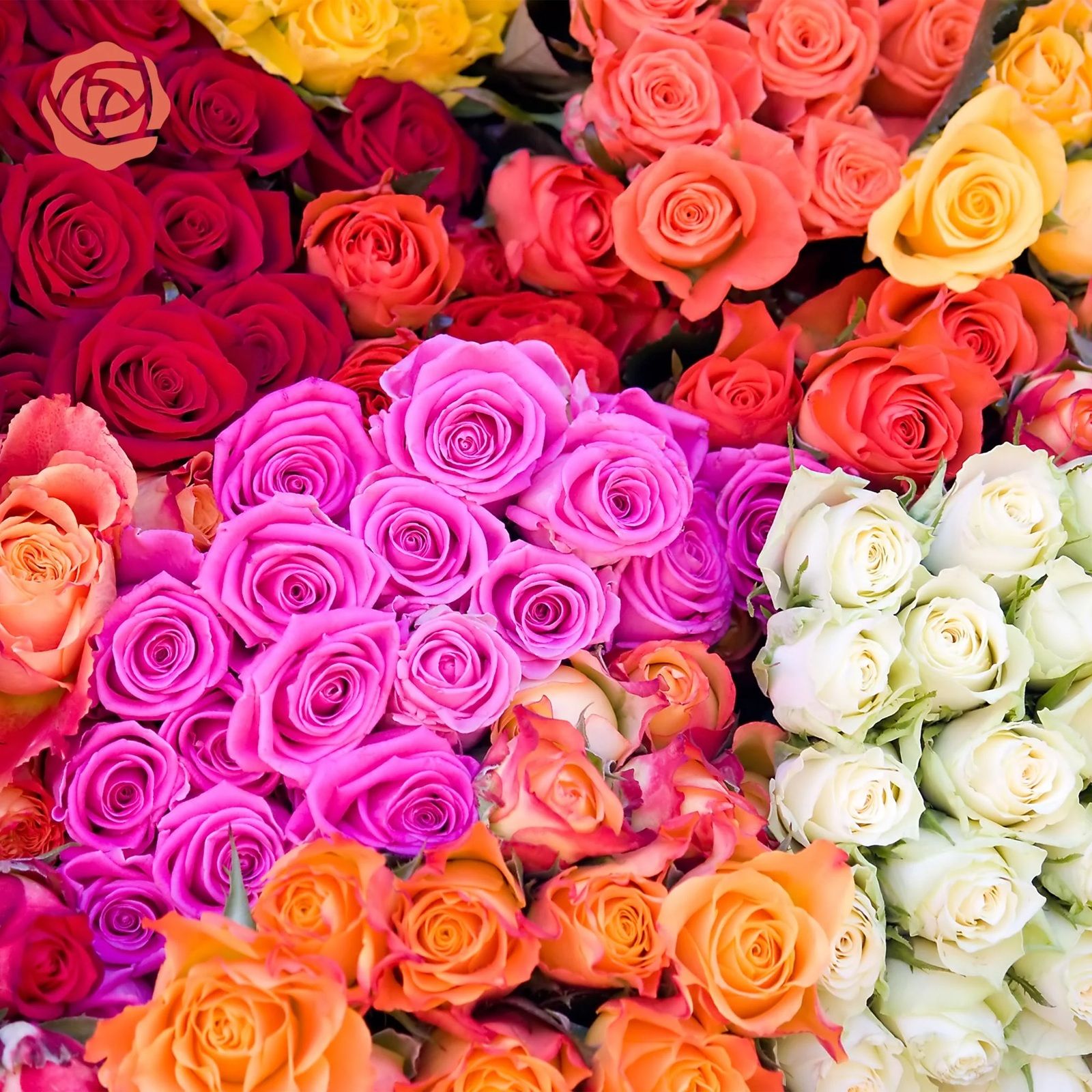 A vibrant assortment of roses in various colors, including red, pink, white, orange, and yellow, arranged closely together.