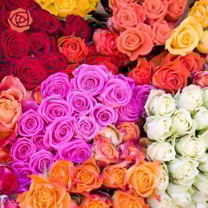 A vibrant assortment of roses in various colors, including red, pink, white, orange, and yellow, arranged closely together.